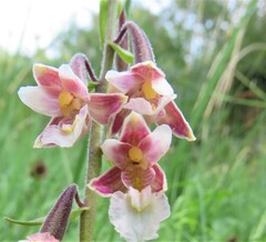 Epipactis palustris