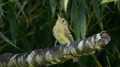Empidonax flavescens
