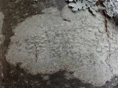 Pertusaria leioplaca