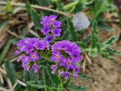 Heliotropium amplexicaule