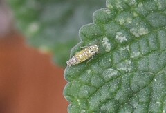 Eupteryx decemnotata