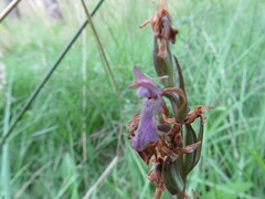 Dactylorhiza elata
