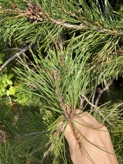 Pinus