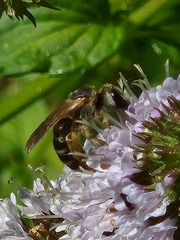 Halictus