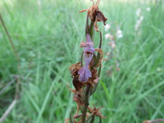 Dactylorhiza elata
