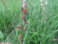Dactylorhiza elata