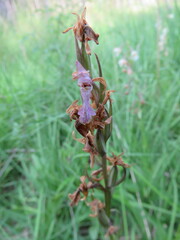 Dactylorhiza elata