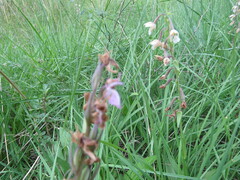 Dactylorhiza elata