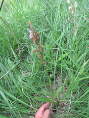 Dactylorhiza elata