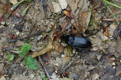Pterostichus niger