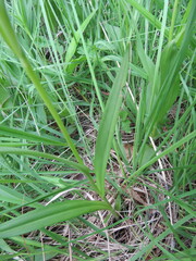 Dactylorhiza elata