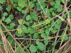 Halerpestes cymbalaria