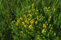 Chamaecytisus austriacus