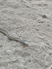 Thamnophis elegans