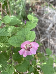 Anisodontea scabrosa