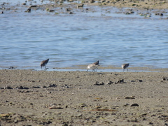 Calidris fuscicollis