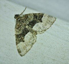 Euphyia intermediata