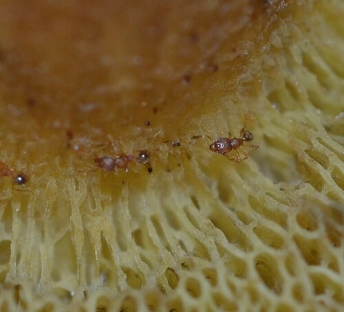 Pheidole parva photo 4