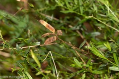 Genista tinctoria