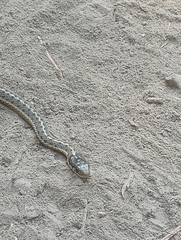 Thamnophis elegans