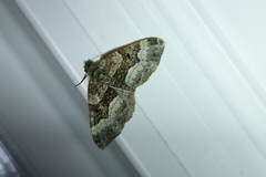 Euphyia intermediata