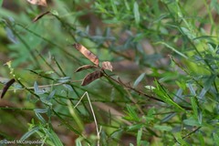 Genista tinctoria