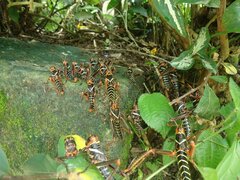 Tropidacris collaris