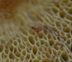 Pheidole parva