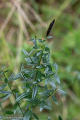 Genista tinctoria