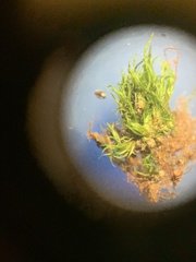 Dicranum montanum