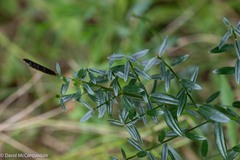 Genista tinctoria