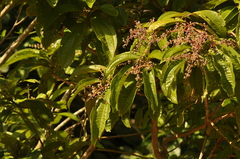 Miconia prasina
