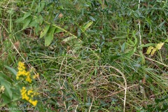 Genista tinctoria