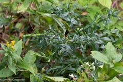 Genista tinctoria