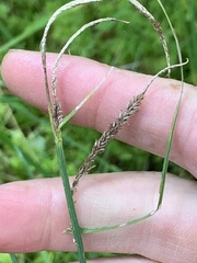 Carex scabrata