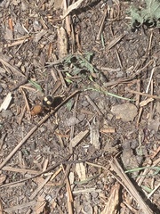 Dasymutilla quadriguttata