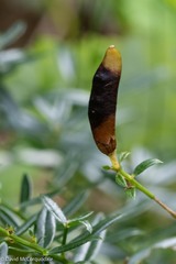 Genista tinctoria