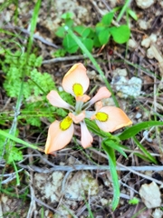 Moraea papilionacea