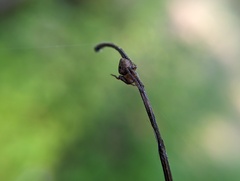 Eustala anastera