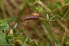 Genista tinctoria