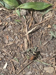 Dasymutilla quadriguttata