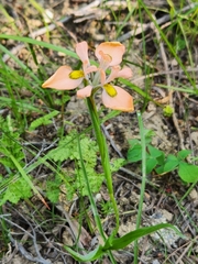 Moraea papilionacea