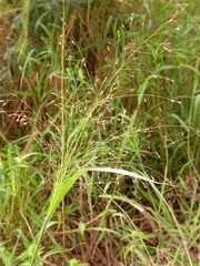 Panicum pansum