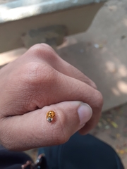Harmonia axyridis