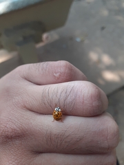 Harmonia axyridis