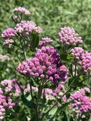 Pluchea odorata