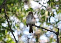 Myiophobus fasciatus