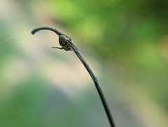 Eustala anastera