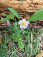 Helianthemum