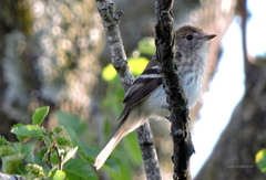 Myiophobus fasciatus